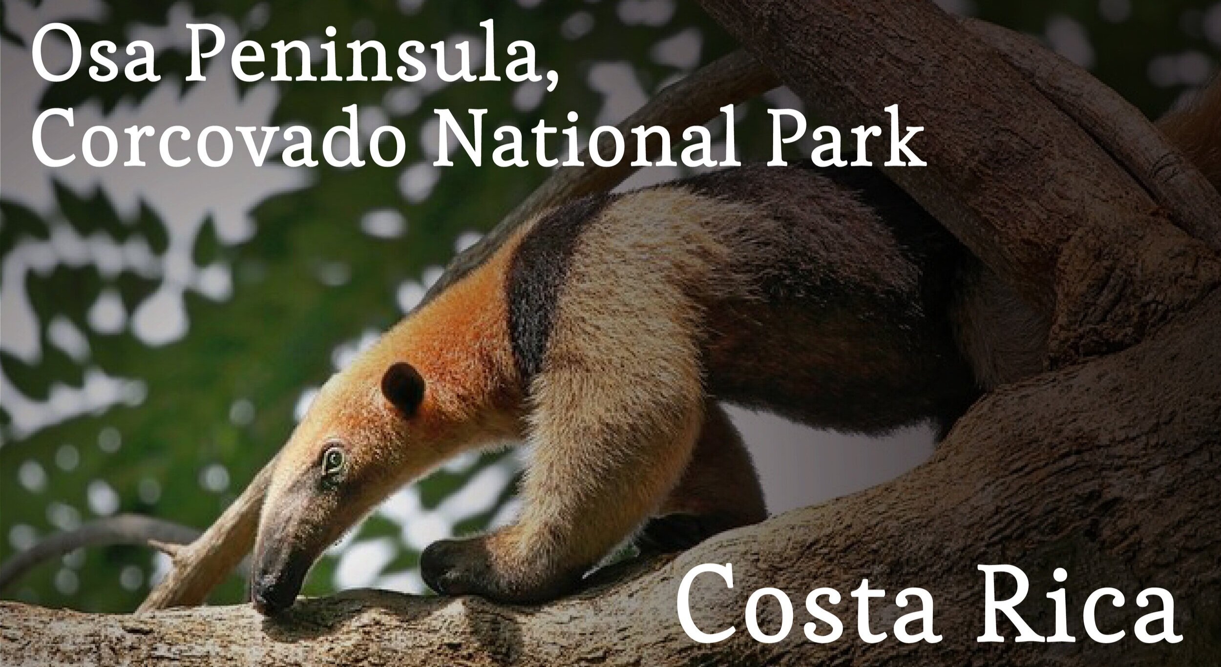 Osa Peninsula, Corcovado National Park, Costa Rica Adoption Portal