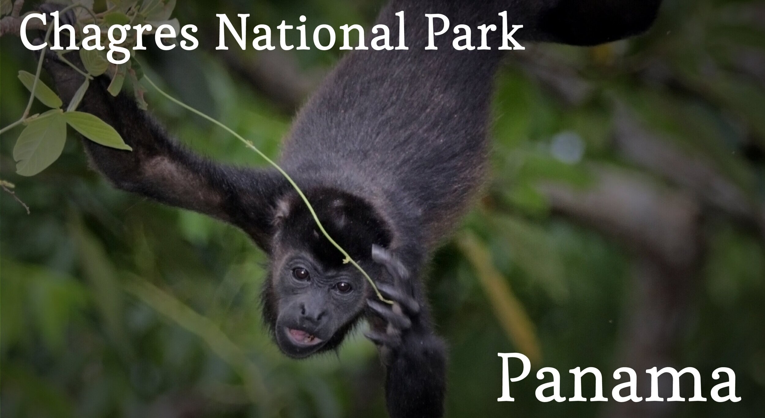 Chagres National Park, Panama, adoption portal 