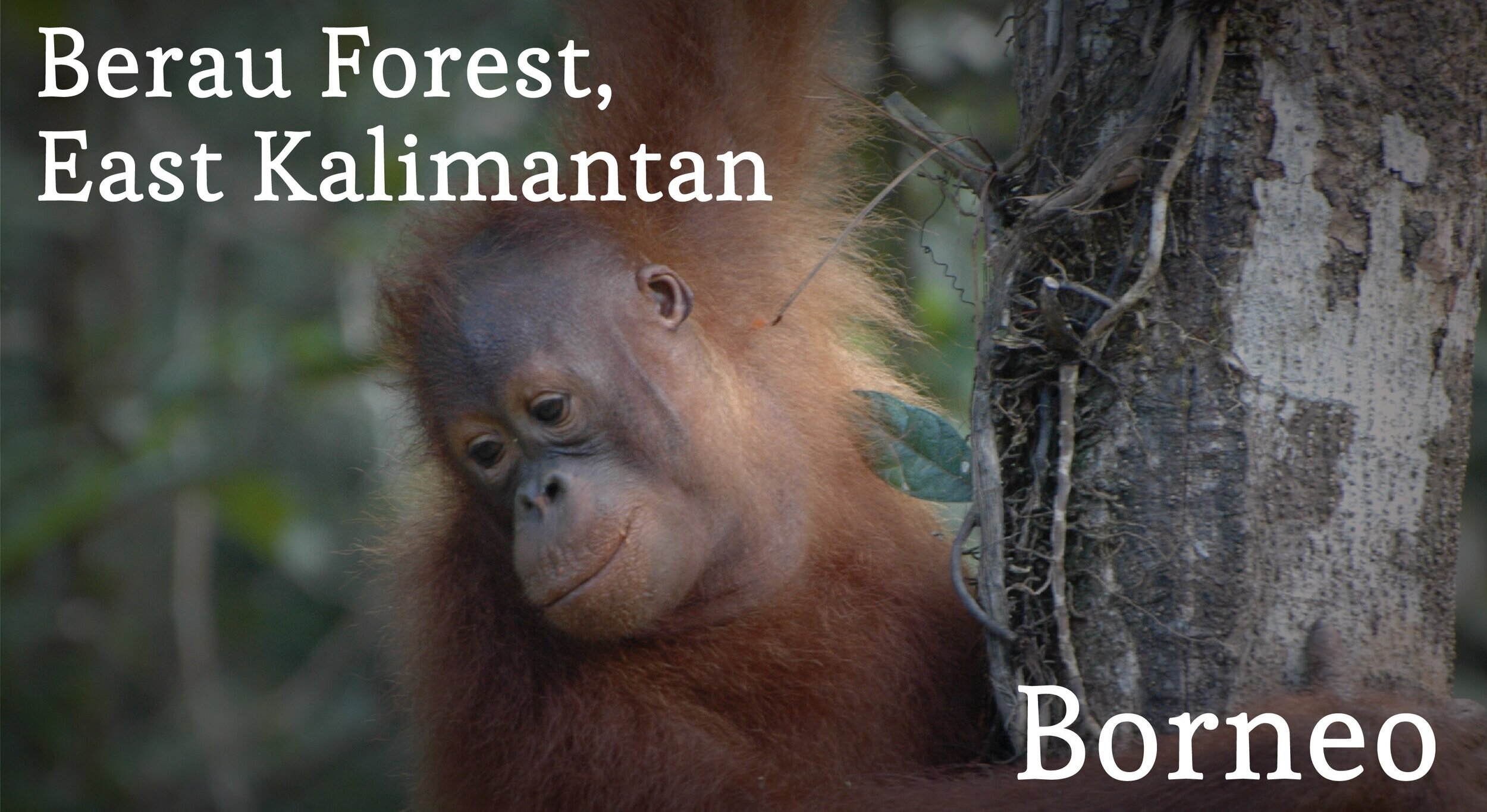 Berau Forest, East Kalimantan, Borneo, adoption portal