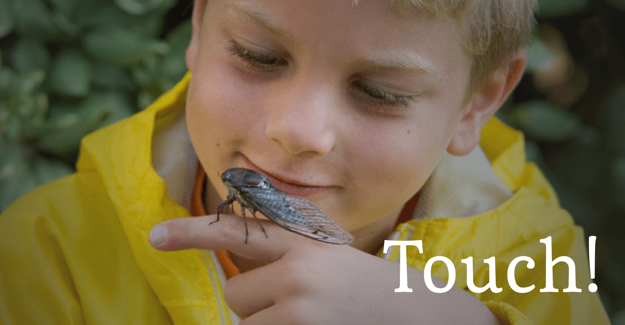 A boy looks at a cicada