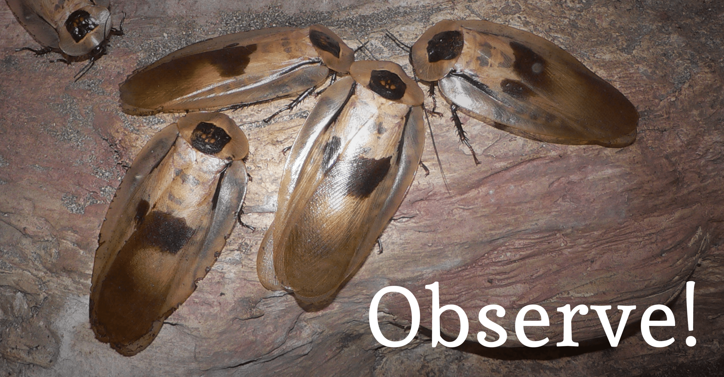 wood roaches huddled together on a log