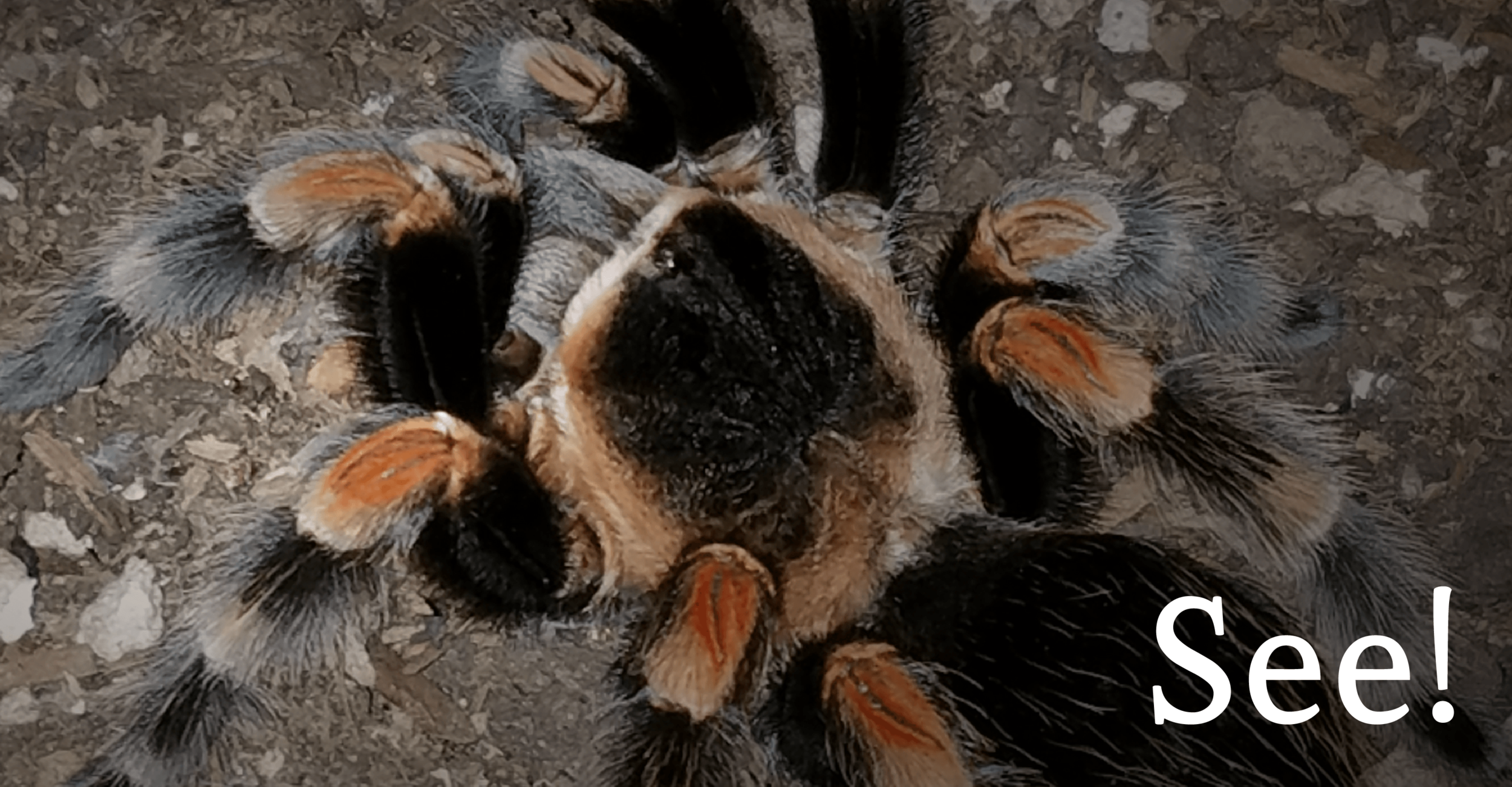 a red kneed tarantula
