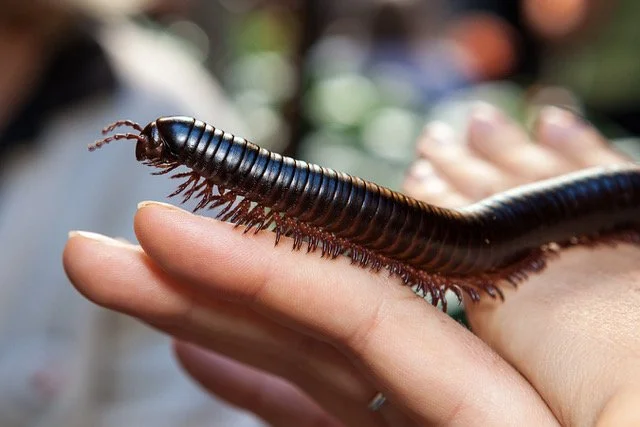 InsectPalooza