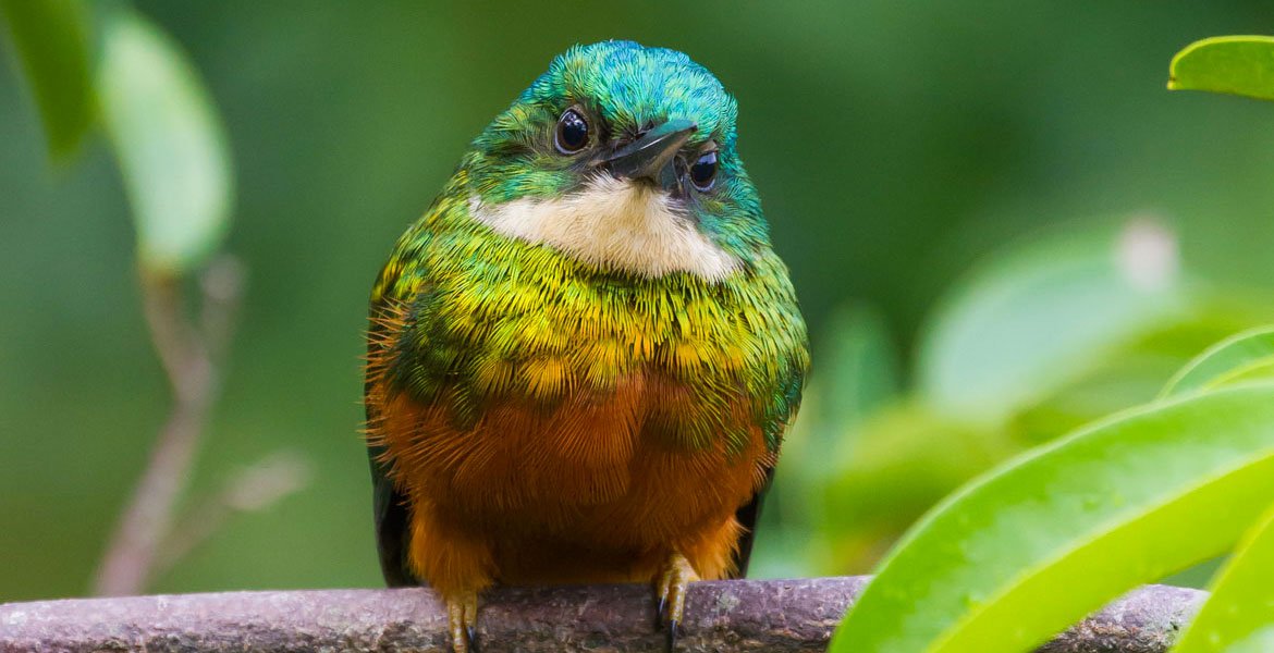 Tobago birds.jpg