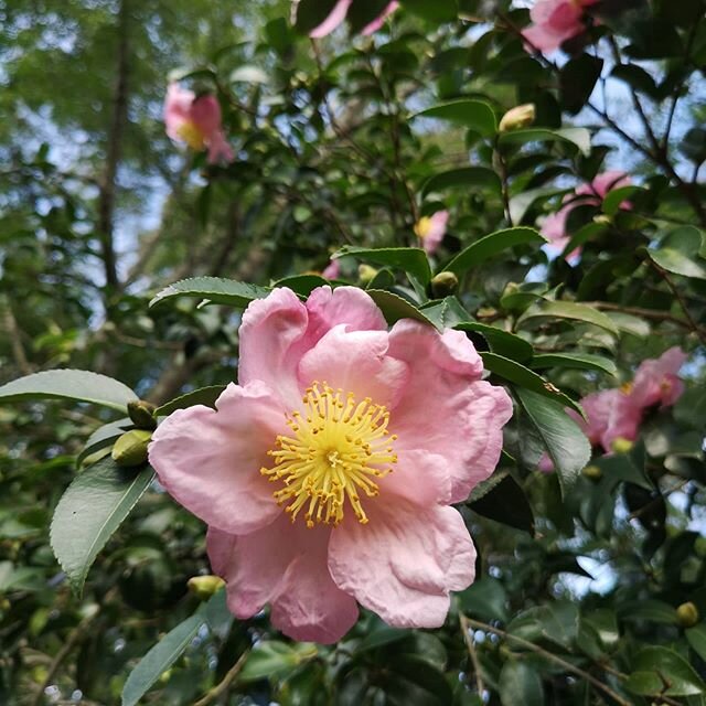 PINK CAMELLIA ✷ The prettiest shade of pink hanging over the neighbours fence. The birds love to come and collect the nectar, then the flowers fall off and it's a pink petal carpet below!