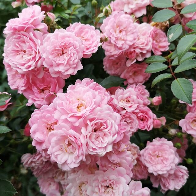 MINI ROSES ✷ These pink roses from my garden are doing very well this year. Treat them mean, keep them keen. Meaning chop them down when they're looking daggy and this is how they grow!