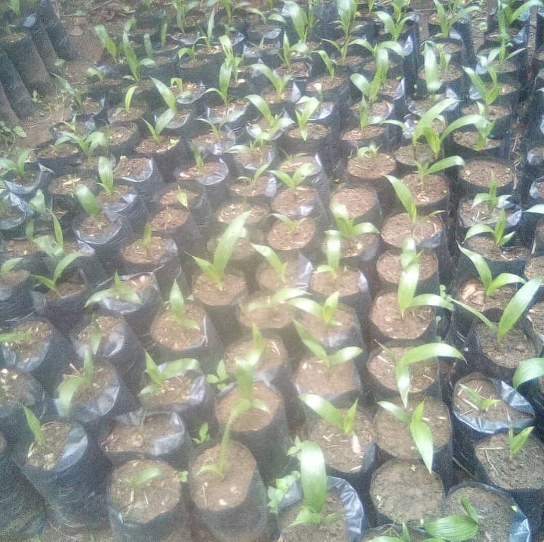 Our baby palms are growing in their nursery! Getting greener everyday! #investinafrica #africanstartup