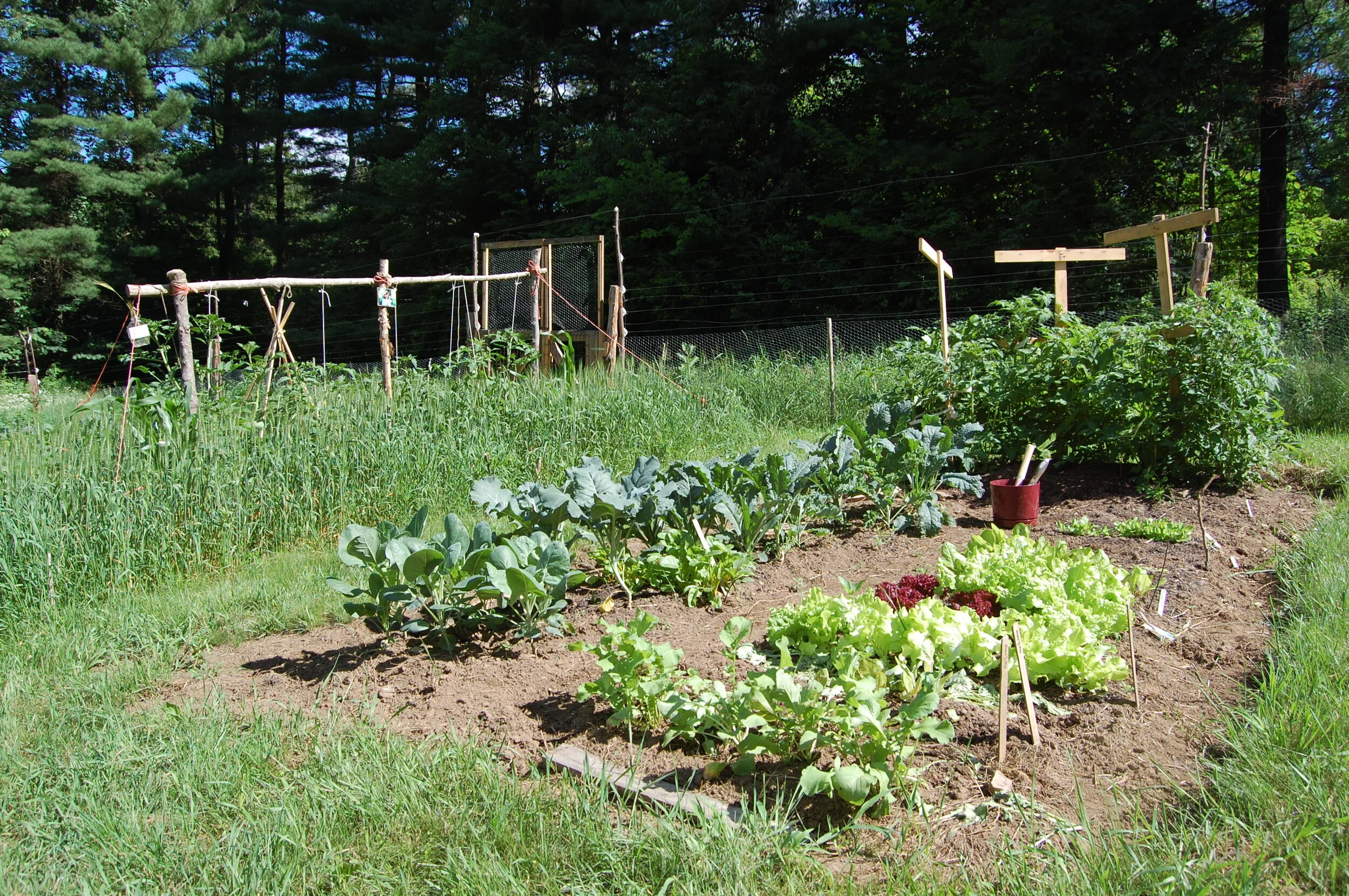 Vegetable garden with various plants including lettuce, kale, and broccoli, in a grassy area with wooden supports and fencing.