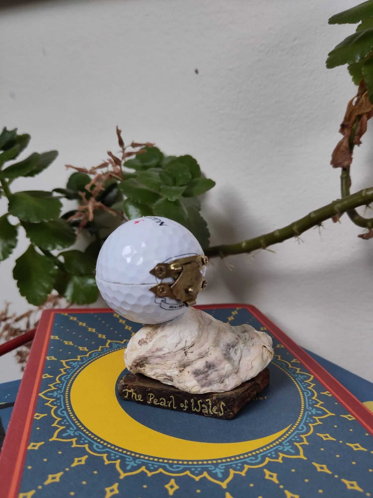 WhatsApp Image 2025-11-05 at 15.26.55.jpeg