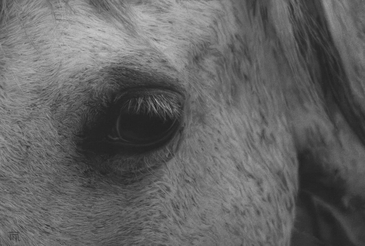 AdkissonN_Yaamar (1).jpeg