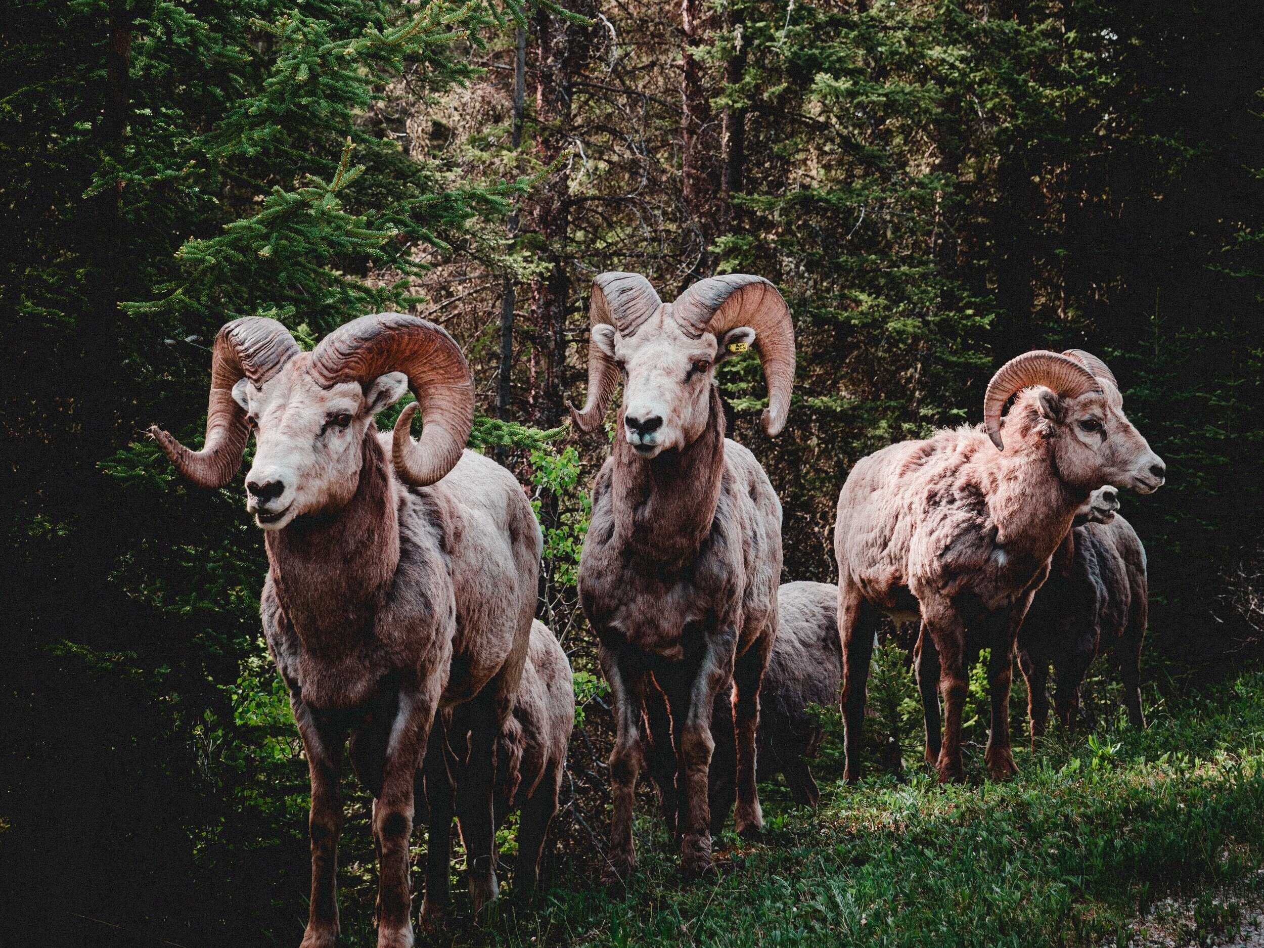 Who says, “I will cut off the horns of all the wicked, but the horns of the righteous will be lifted up.”