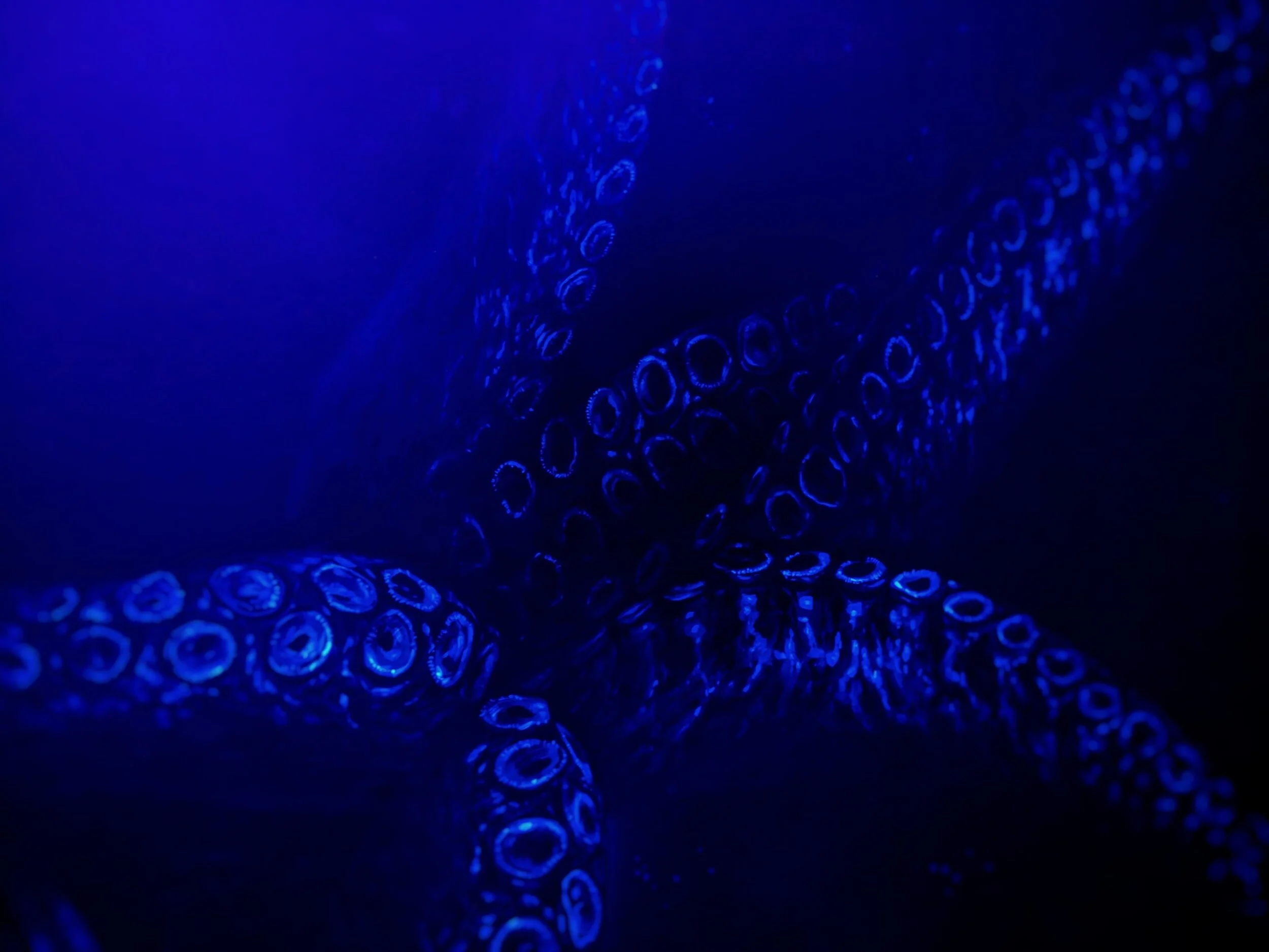 You crushed Rahab like one of the slain; with your strong arm you scattered your enemies.