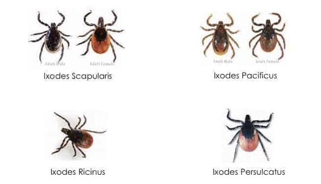 Lyme In Depth Alce Superando La Enfermedad De Lyme
