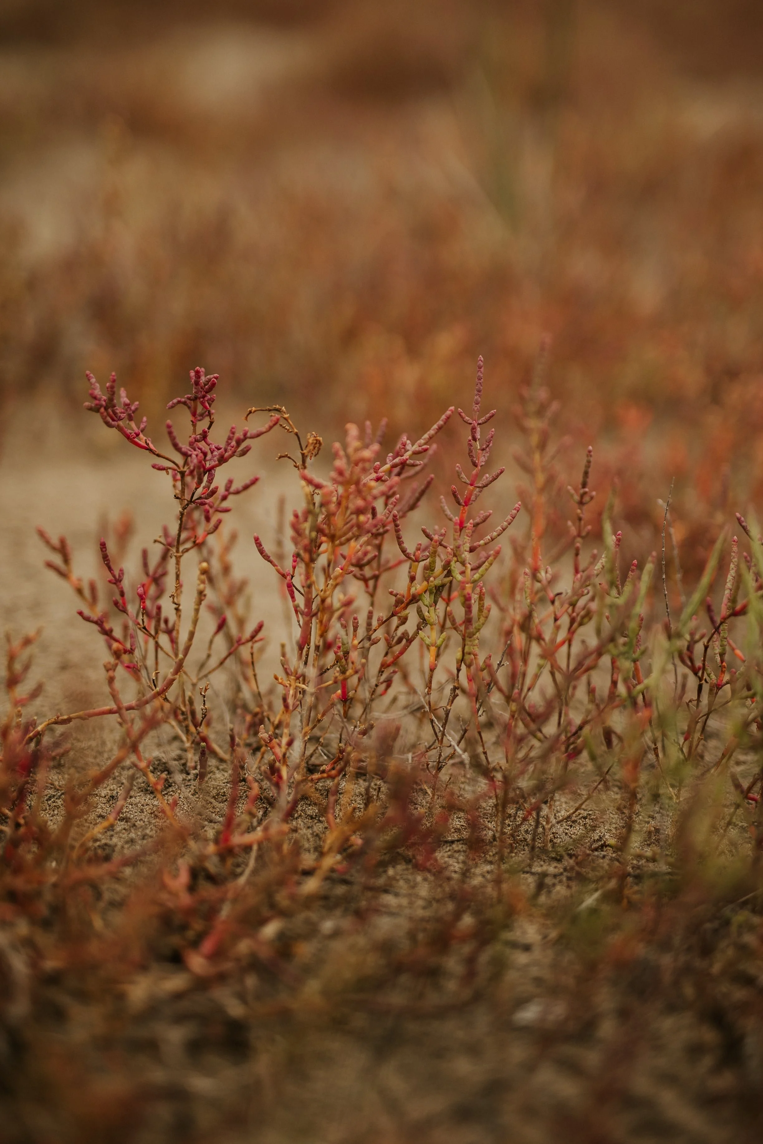 végétation du bord de mer sur pla plage de l'espiguette près de Montpellier