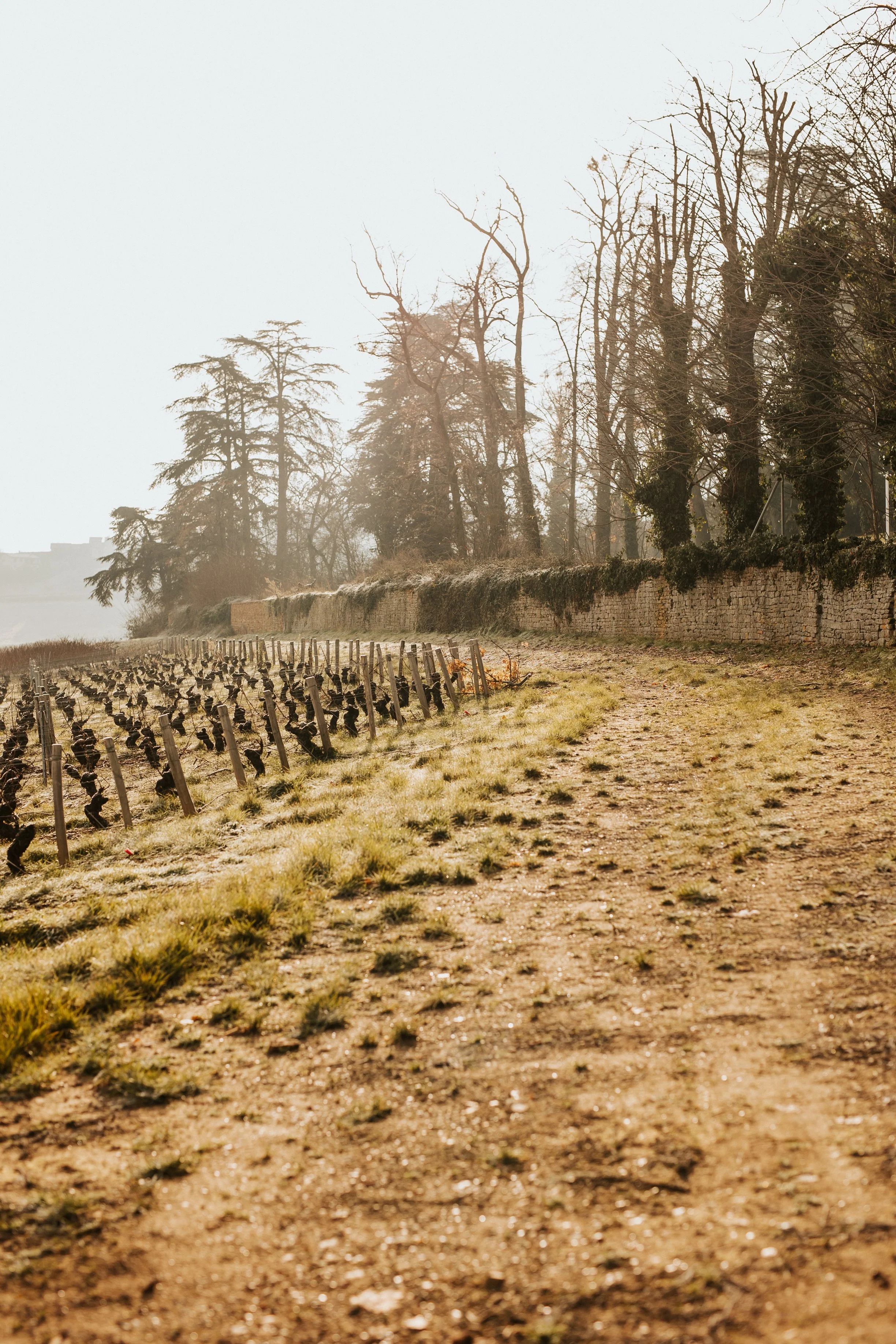 photos des vignes du beaujolais en plein hiver sous le soleil