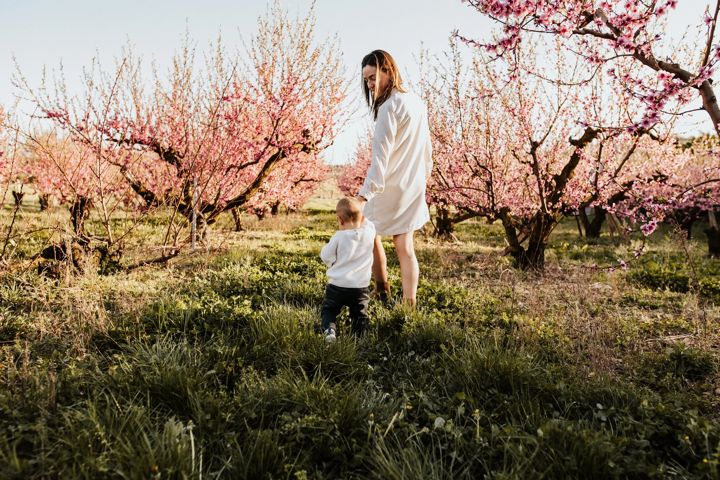 photo d'une maman et son petit garçon de 18 mois mains dans la main dans les pruniers en fleurs au printemps près de lyon