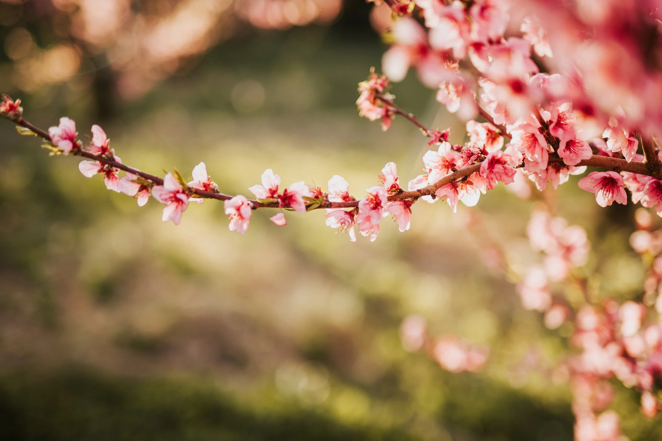 photo de détails de fleurs rose de pruniers dans le beaujolais