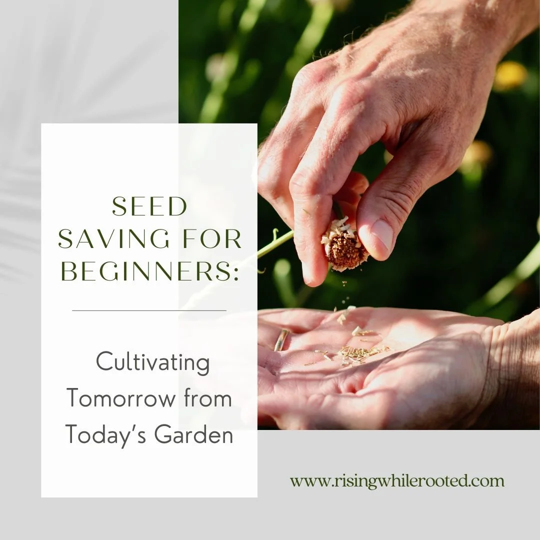 Seed Saving for Beginners: Cultivating Tomorrow from Today’s Garden