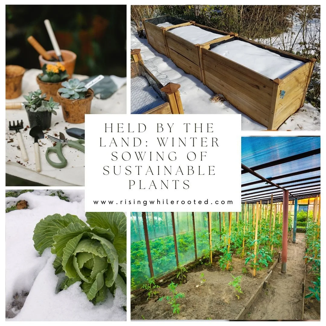 Winter Sowing for Beginners: Embracing Nature’s Timing in the Cold Months