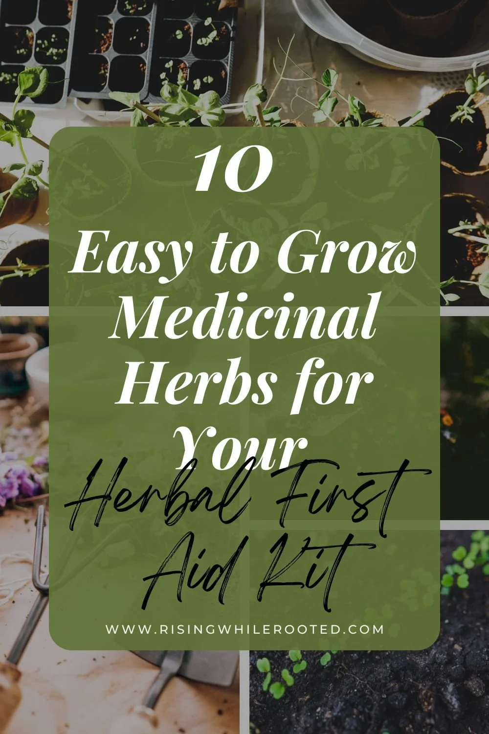 10 Medicinal Herbs You Can Grow for Your Herbal First Aid Kit