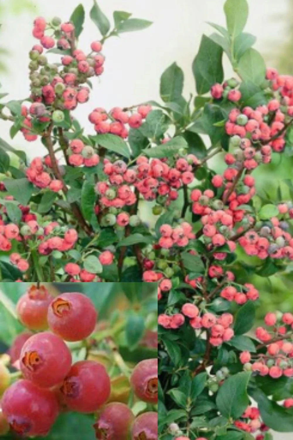 How to Plant, Grow, and Care for ‘Pink Lemonade’ Blueberries: A Vibrant Gift from the Garden