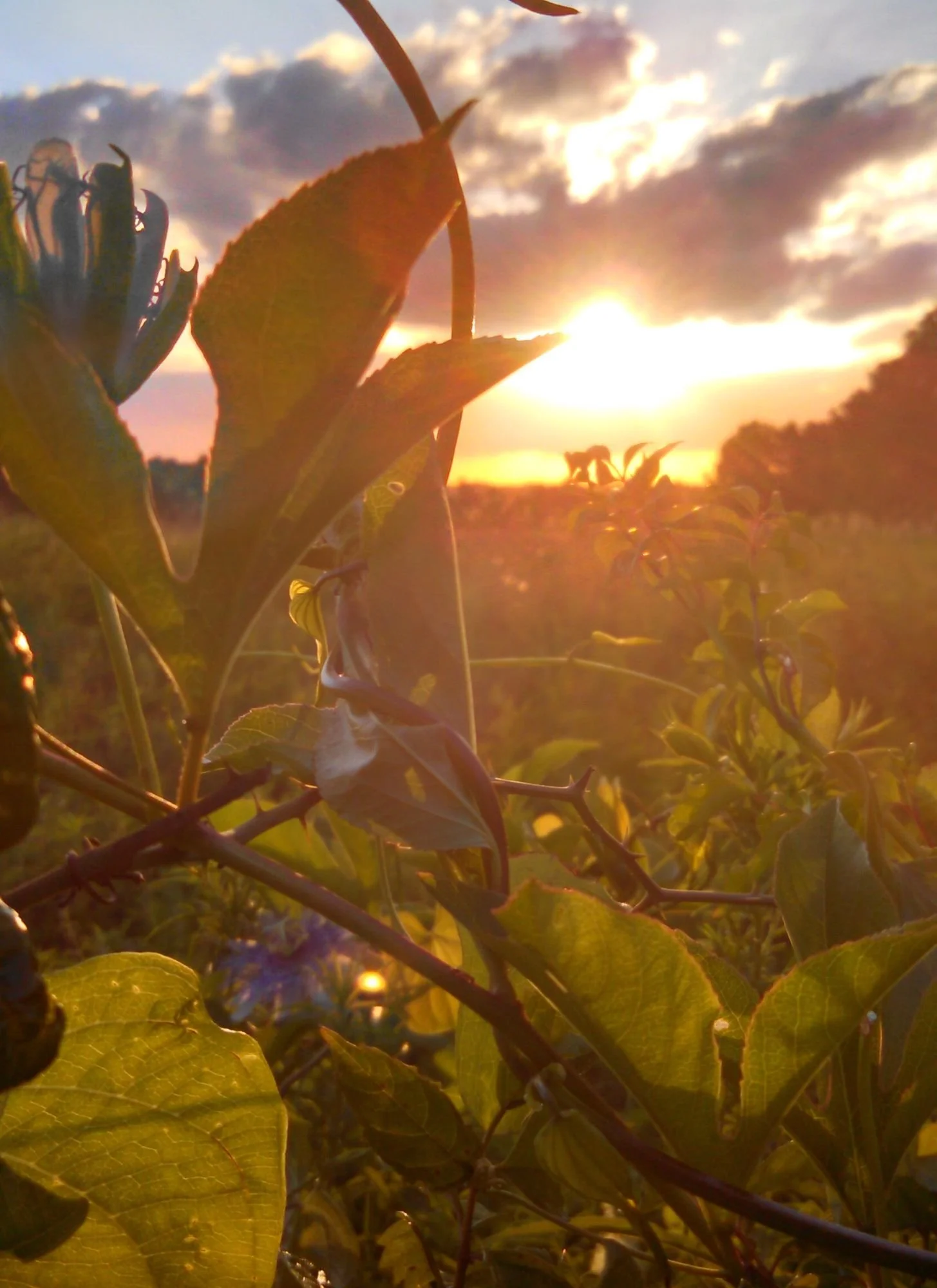 Summer Soil Revival: 10 Ways to Grow More Than Plants This Season