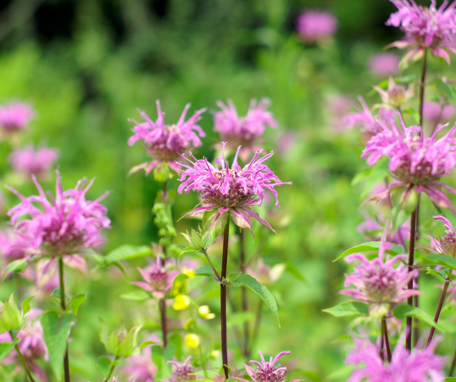 Rooted in the Garden: Growing Bergamot &amp; Roses for Seasonal Tea