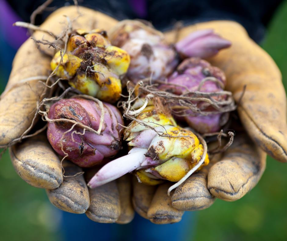 March's Whiplash: Gardening Through Frost and False Spring