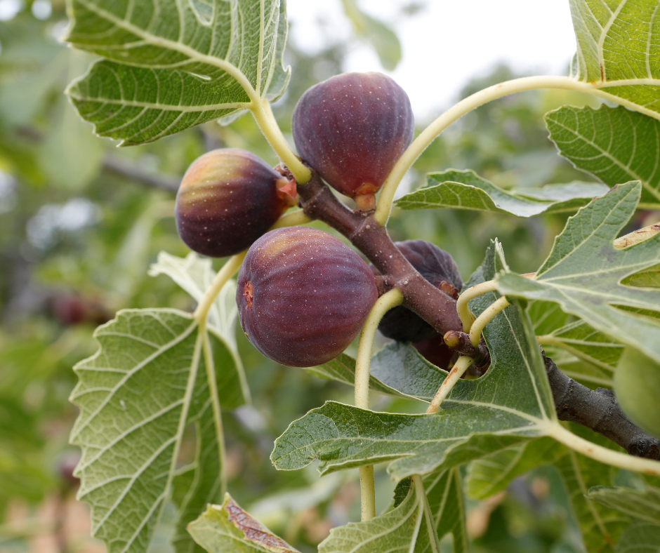  April Abundance: Figs, Vitex, and a Lily Bulb Recipe Rooted in History