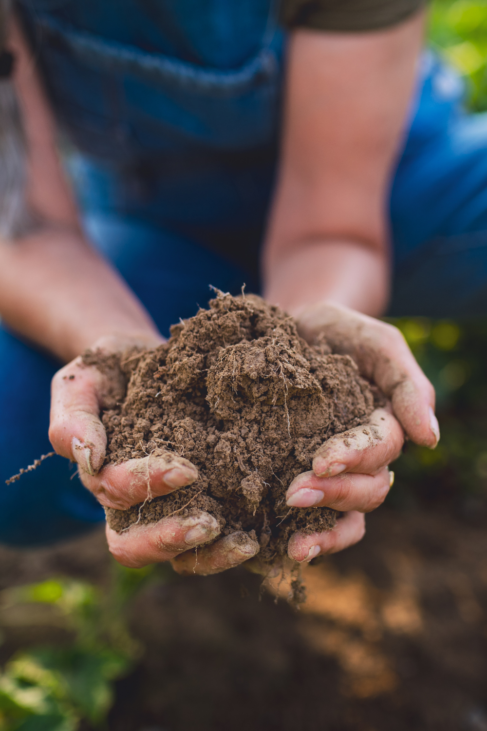 Gardening is A Form of Therapy | Find Peace in the Soil 
