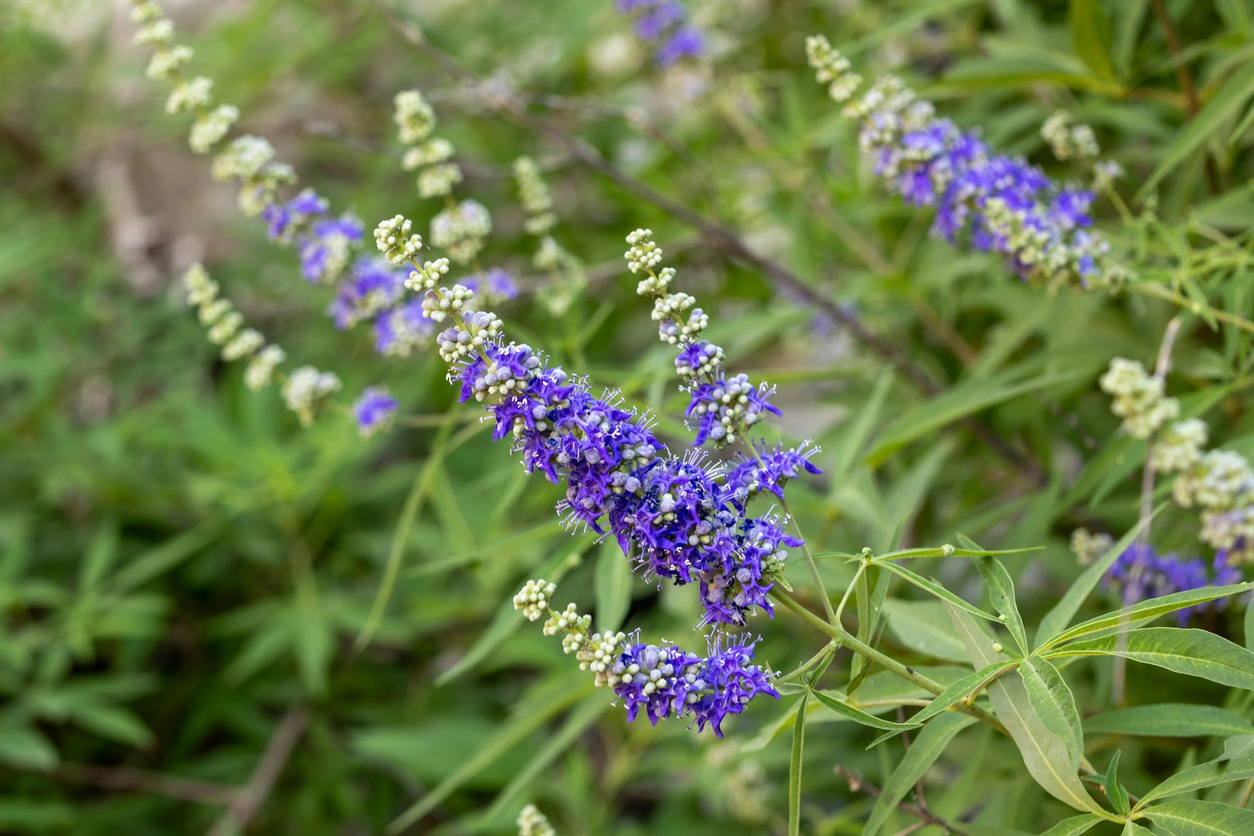 The Warrior's Moon: Working with Fire, Finding Balance, and the Medicine of Vitex