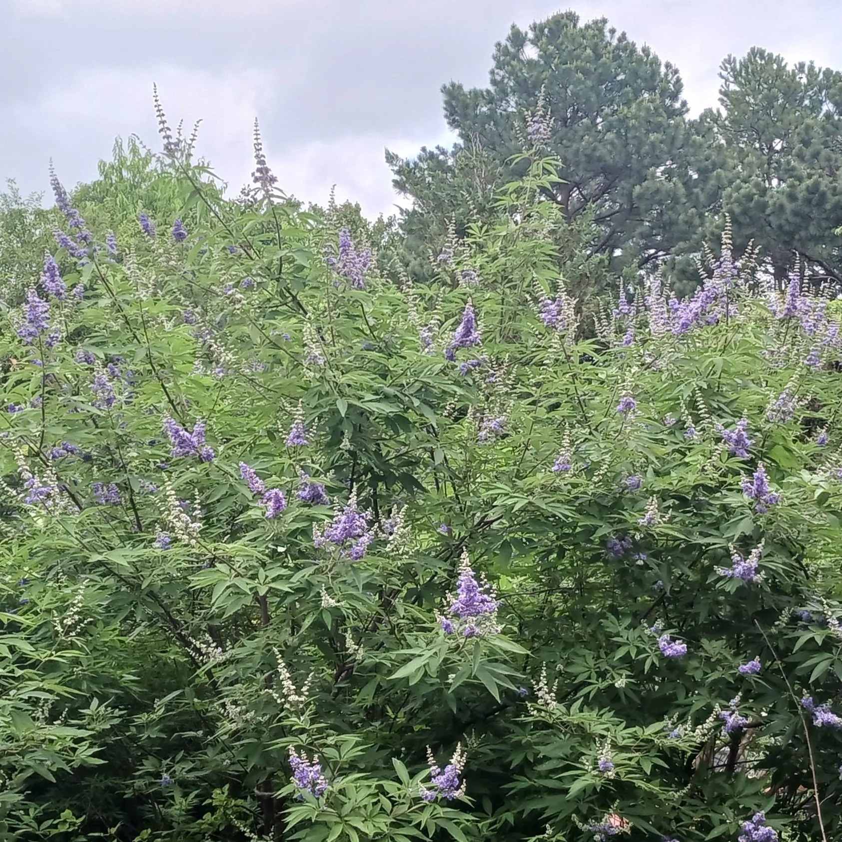 The Sacred Cycle of Vitex: Growing &amp; Harvesting Nature’s Hormone Helper