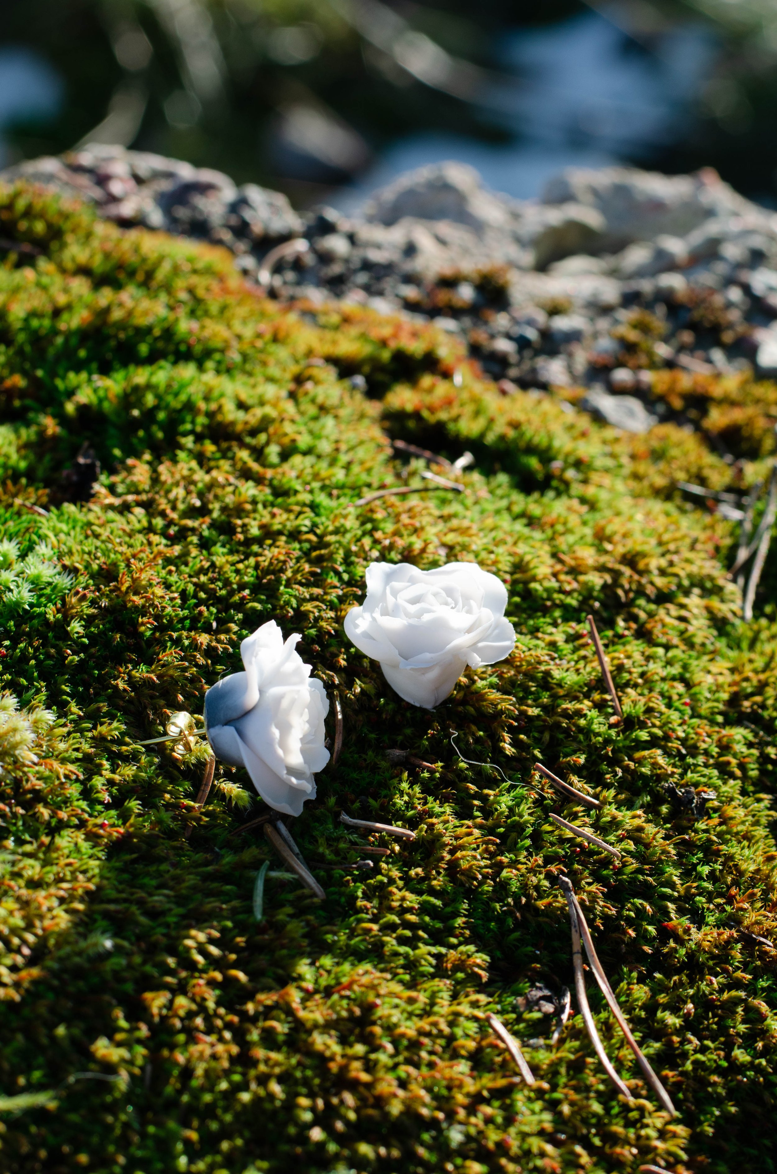 White Roses
