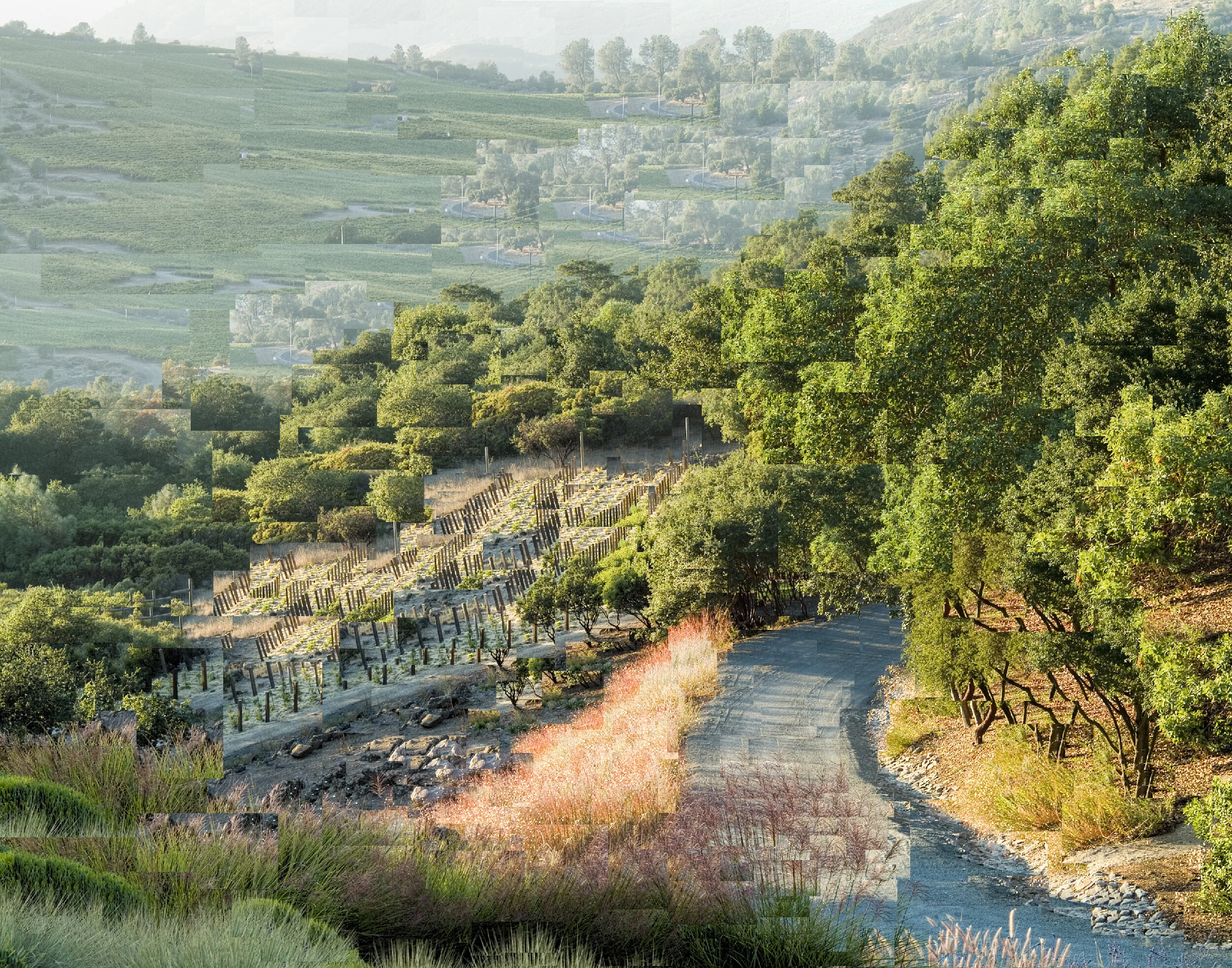 Road to Rivera Vineyards (Napa, CA)