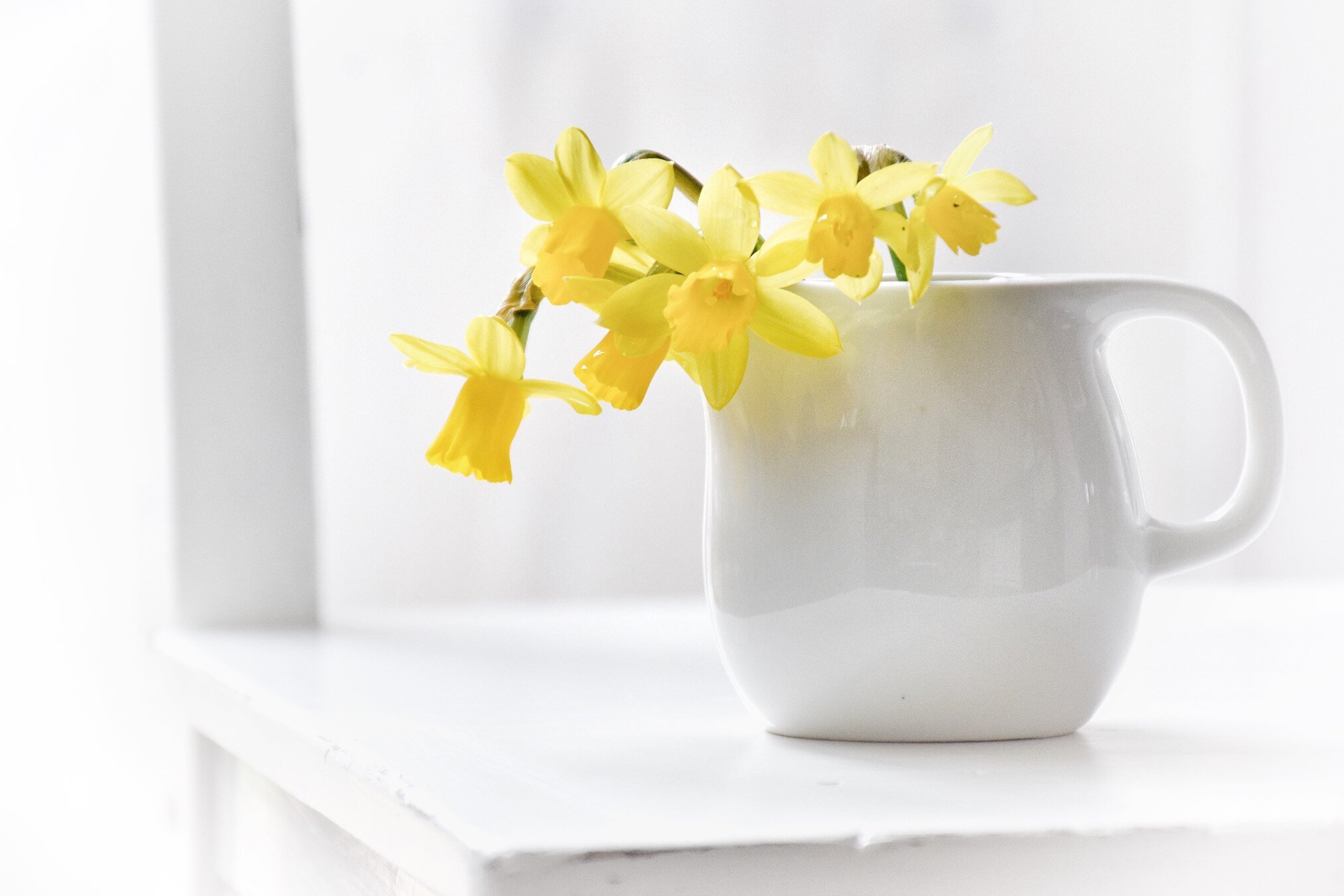 yellow-daffodils-in-white-jug-simple-pop-of-color-minimal-simplicity-nominated_t20_yRpaAO.jpg
