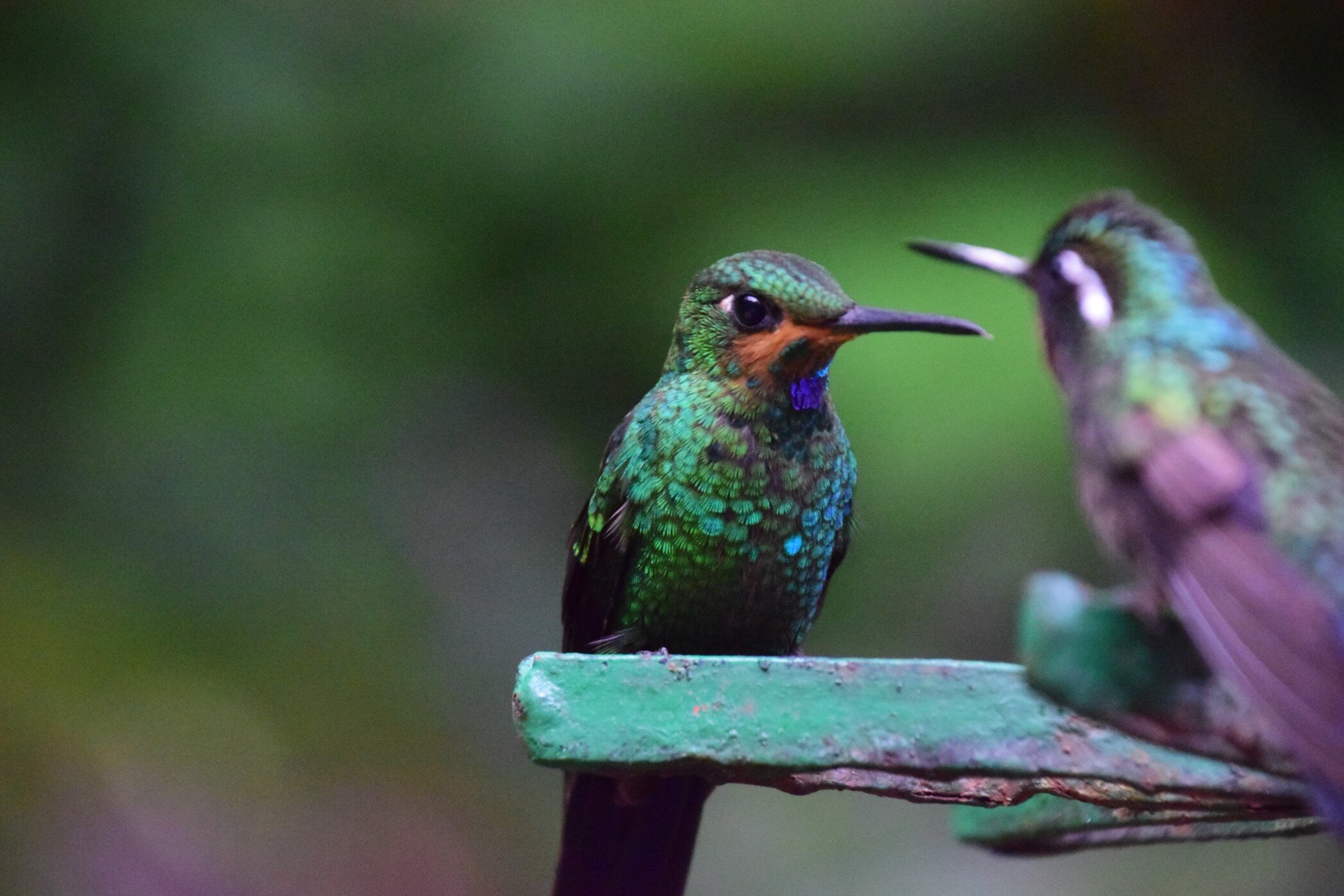 hummingbird-monteverde-cloud-forest-costa-rica_t20_bxQzkE.jpg