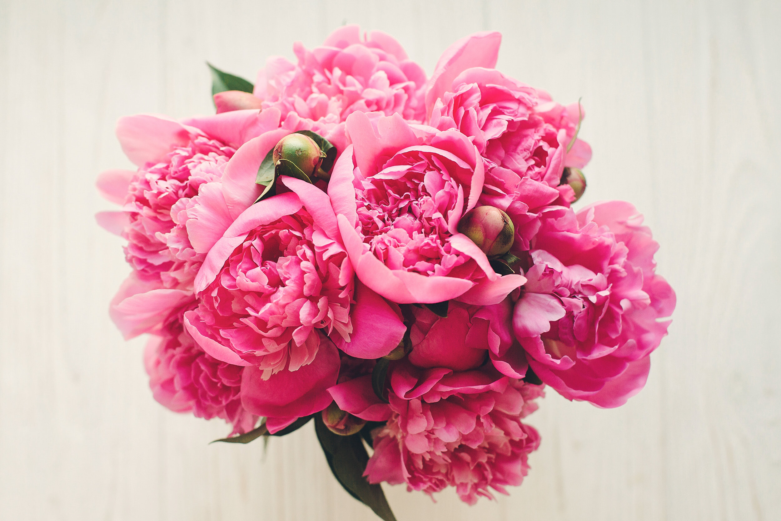 romantic-pink-peonies-3JUK9VE.JPG