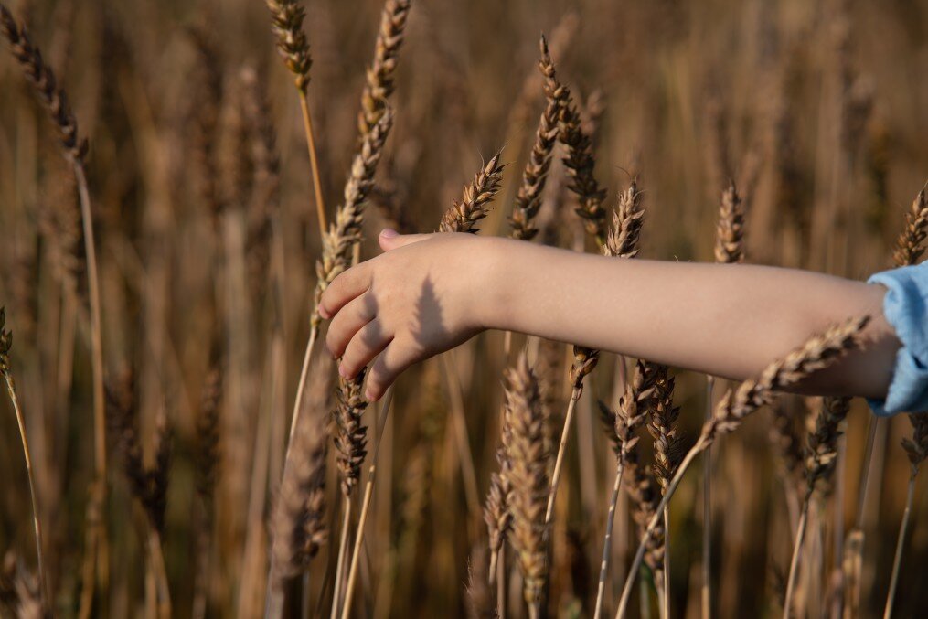 boys-hand-on-background-of-wheat-field-fresh-air-the-concept-of-the-environment_t20_8O8gL6.jpg