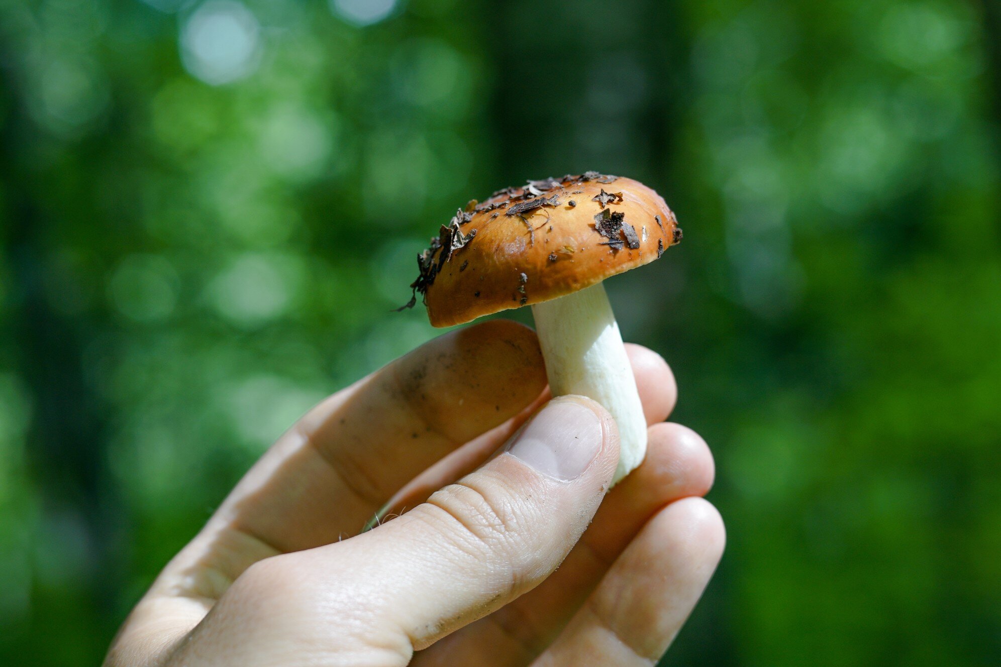 forest-mushroom-mother-nature-edible-mushroom-white-mushroom-forests-fresh-produce-red-mushroom_t20_gLVRXb.jpg