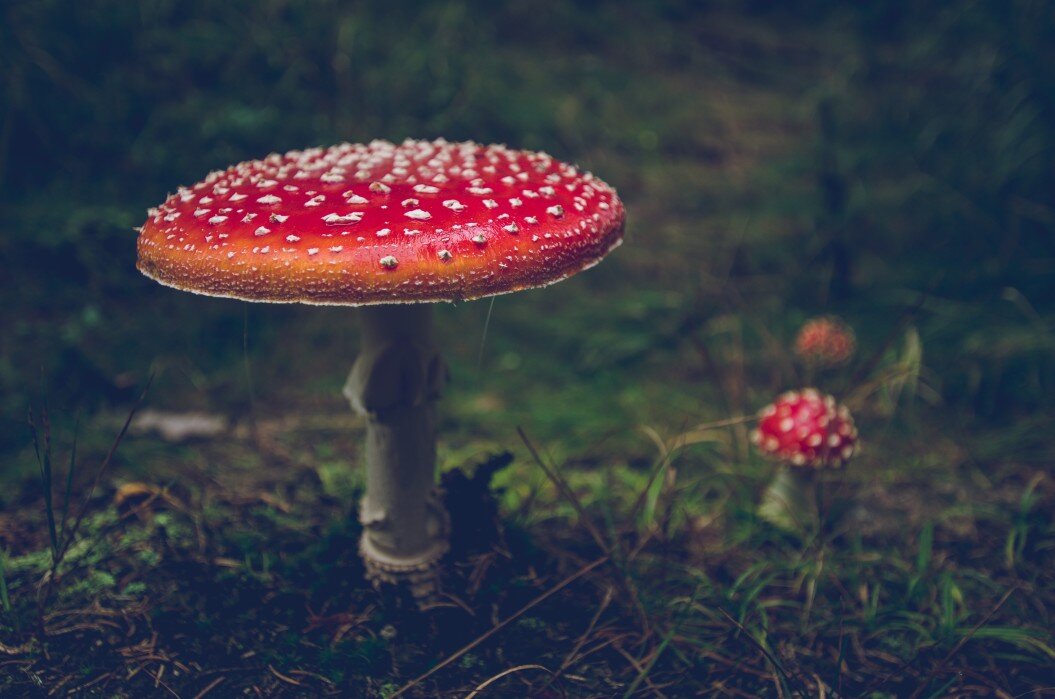 mushrooms-season_t20_eoPYOB.jpg