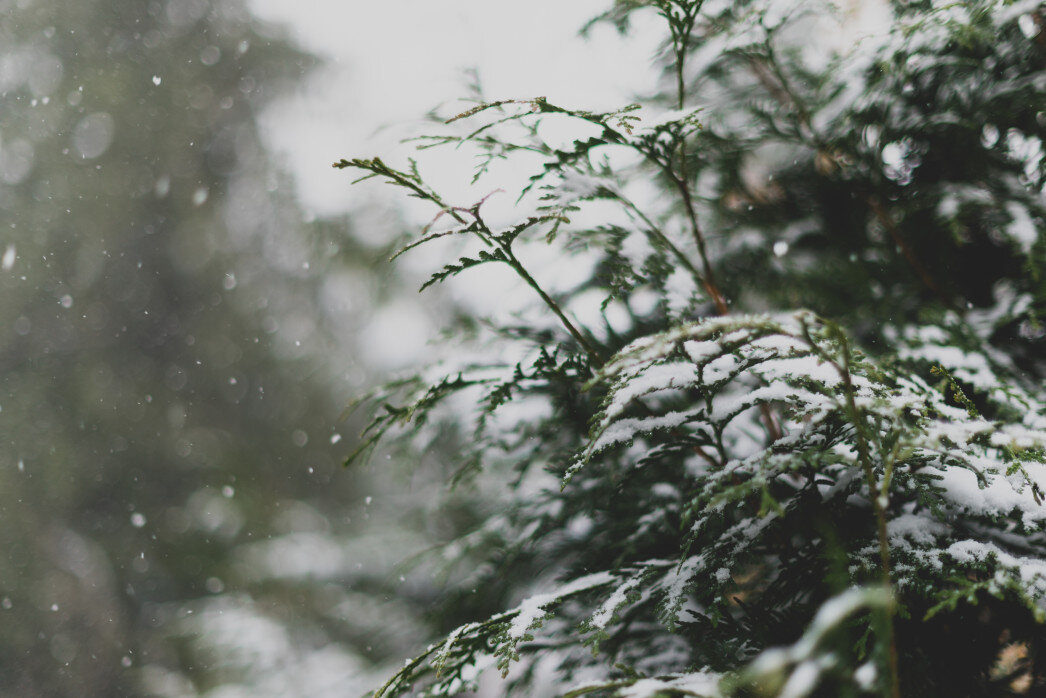 nature-winter-tree-snow-snowing-christmas-trees-pine-trees-evergreen-trees-winter-wonderland_t20_e8zRPB.jpg