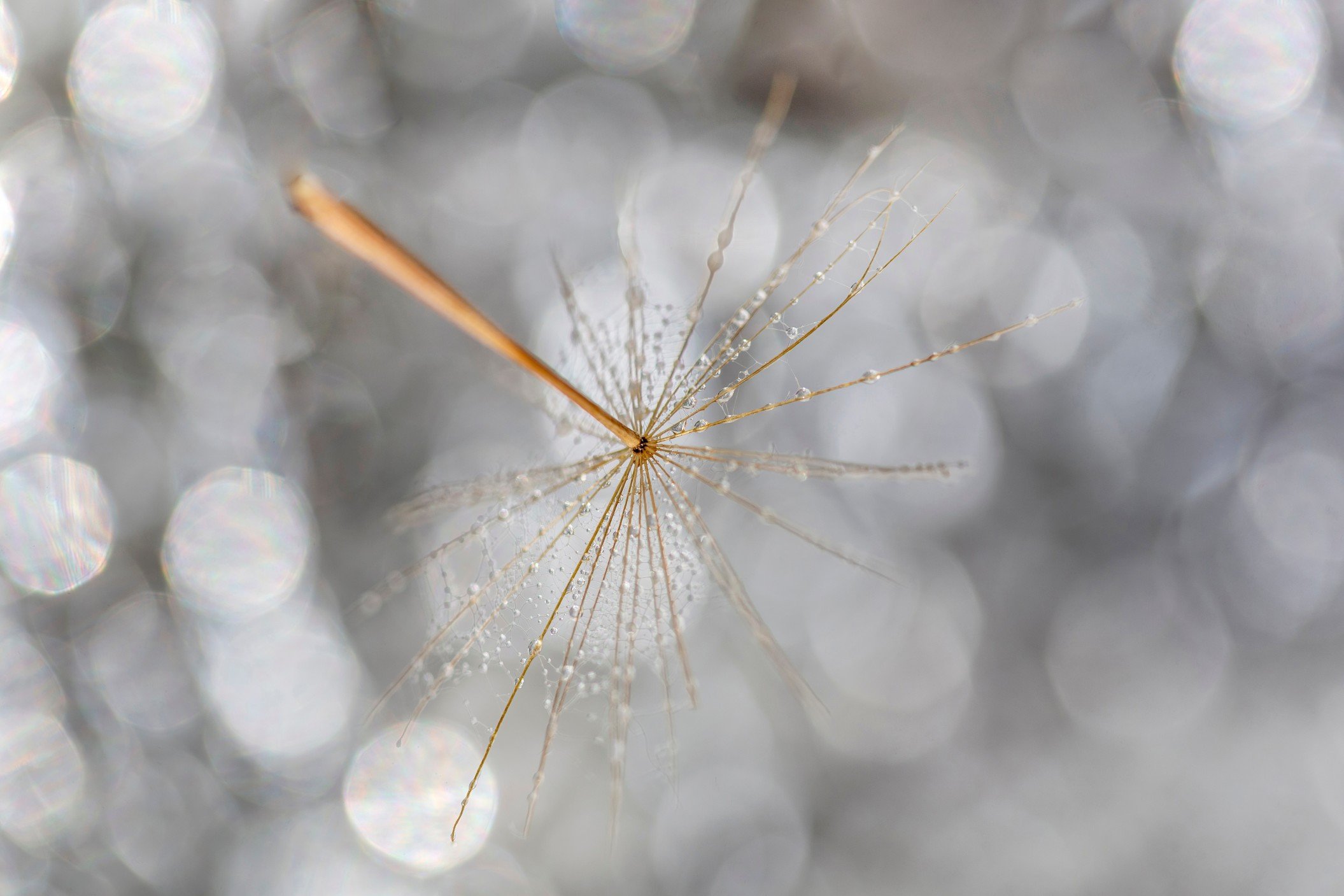 macro-shot-of-one-single-dandelion-with-water-drops-on-it-floating-in-the-air-living-in-a-harmony_t20_bzzl6p.jpg