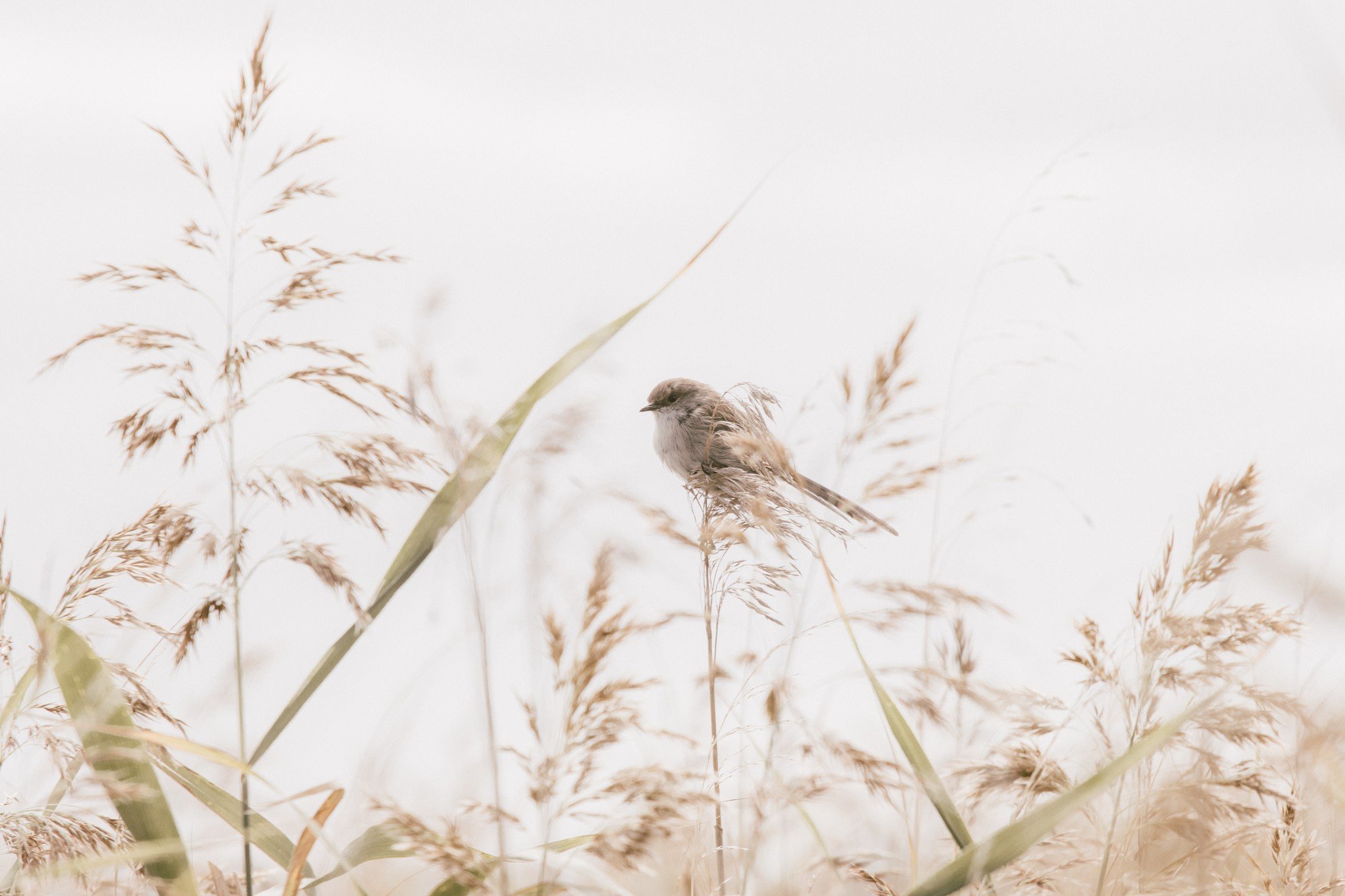 nature-bird-bird-life-colors-of-nature-fairy-wren_t20_RYgb9Q.jpg