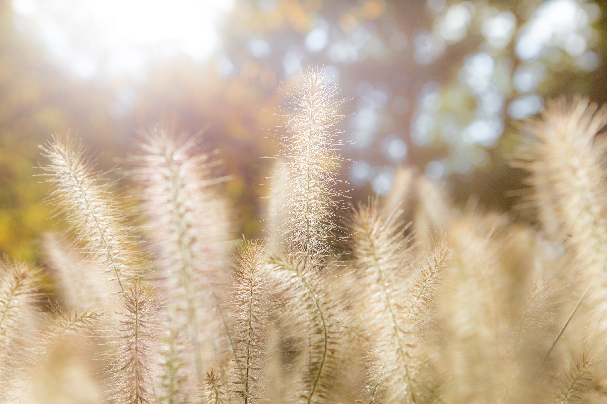 nominated-grasses-in-the-autumn-morning-sun_t20_29dOBv.jpg
