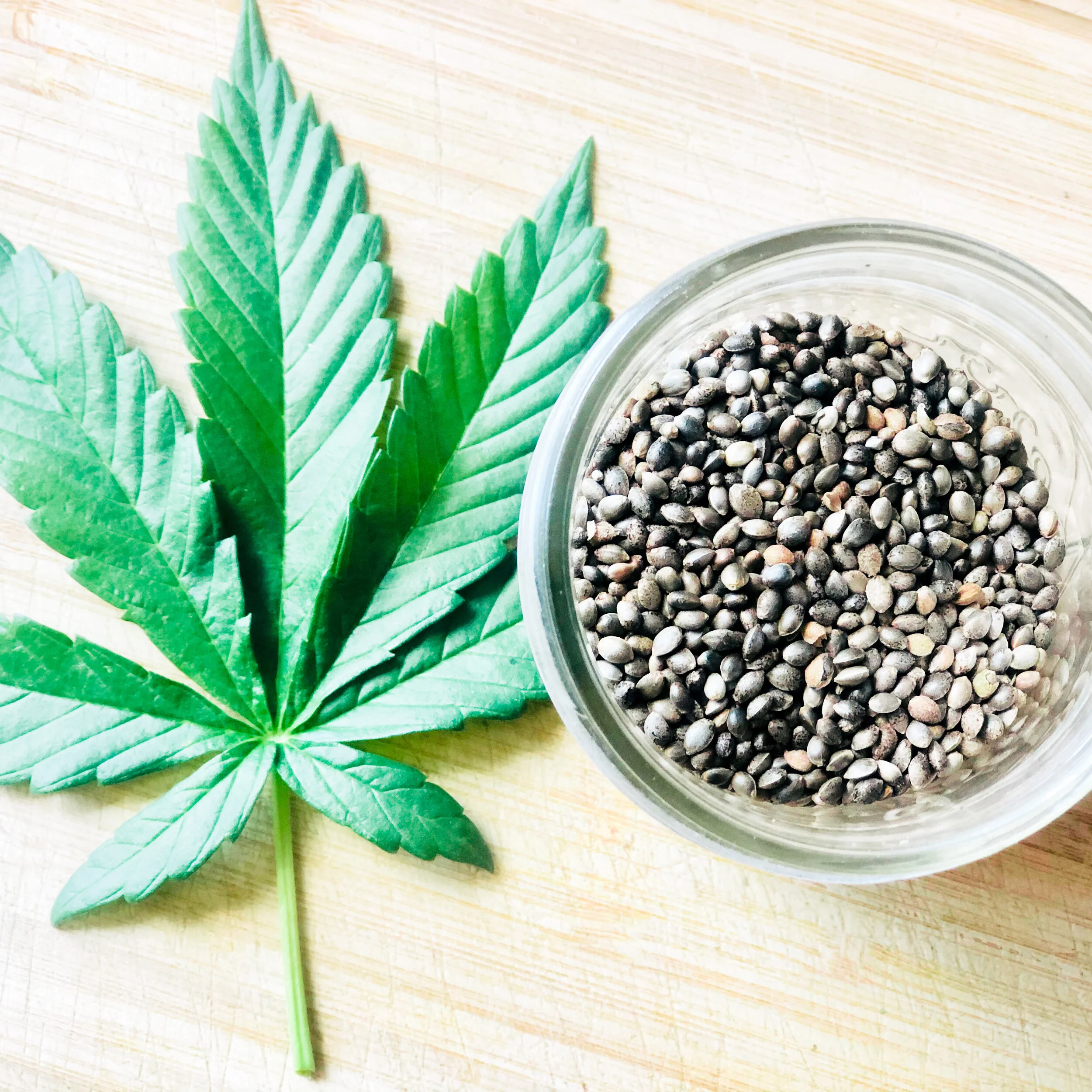 Feminized Hemp Seeds, Hemp Clones, Hemp Seed Starts — Kit Carson Farms