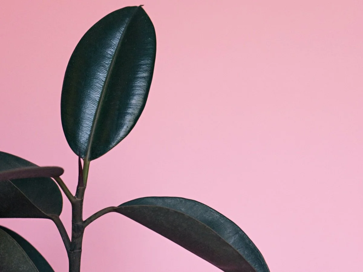 Plant focus: the rubber plant