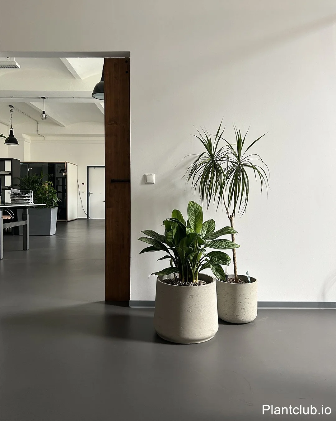  Green calm in the workspace 