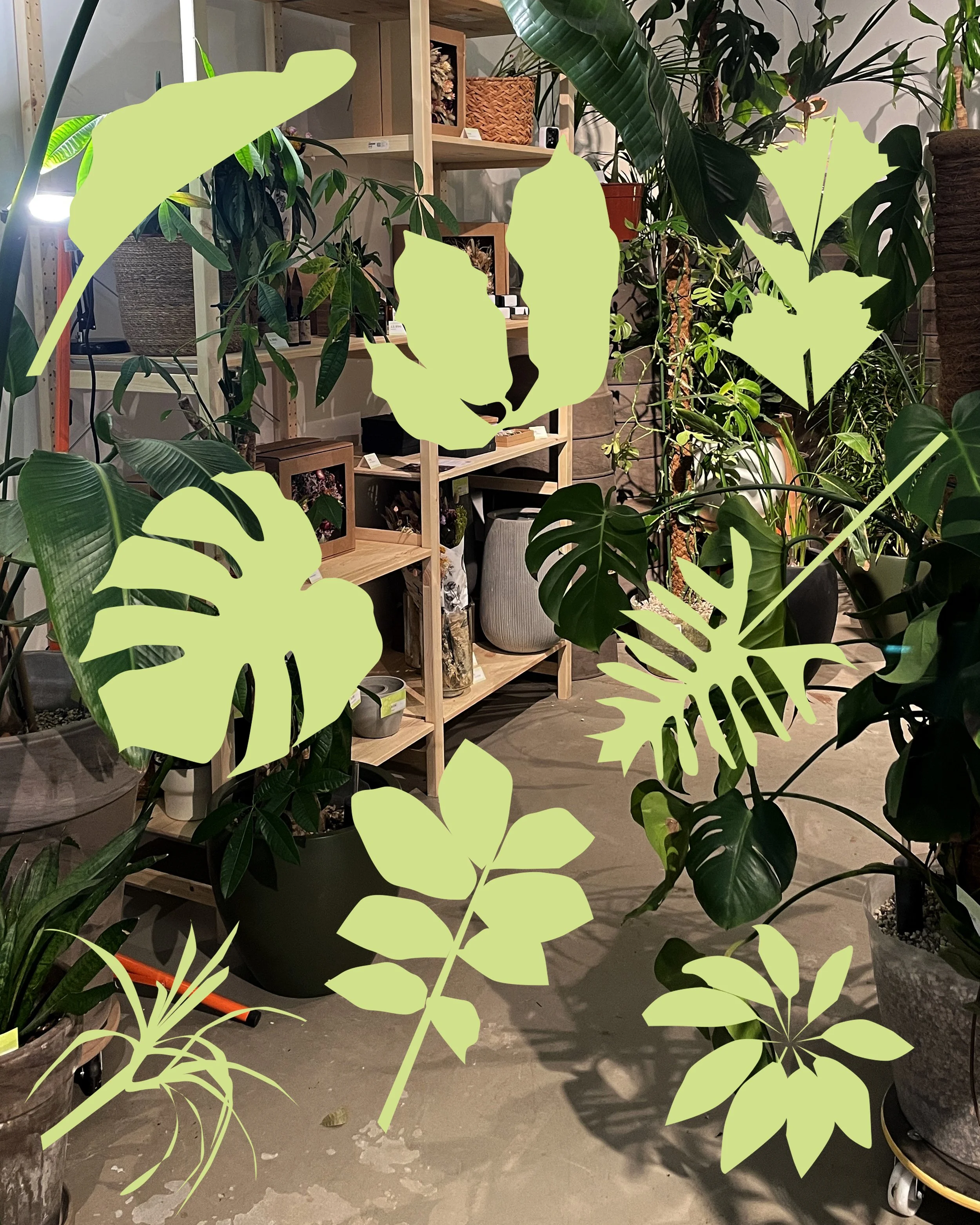 Leaves cut in front of a greehouse photo