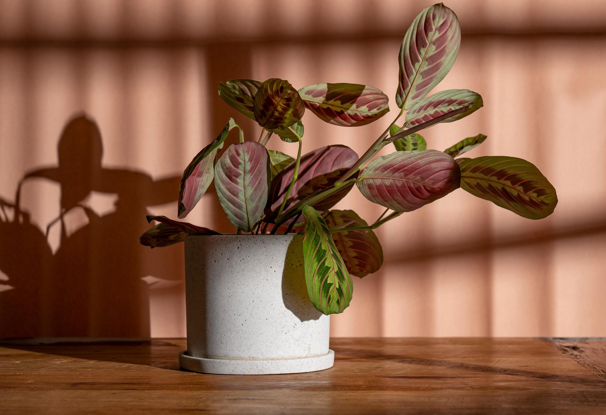 Nyctinasty: the movement of plants