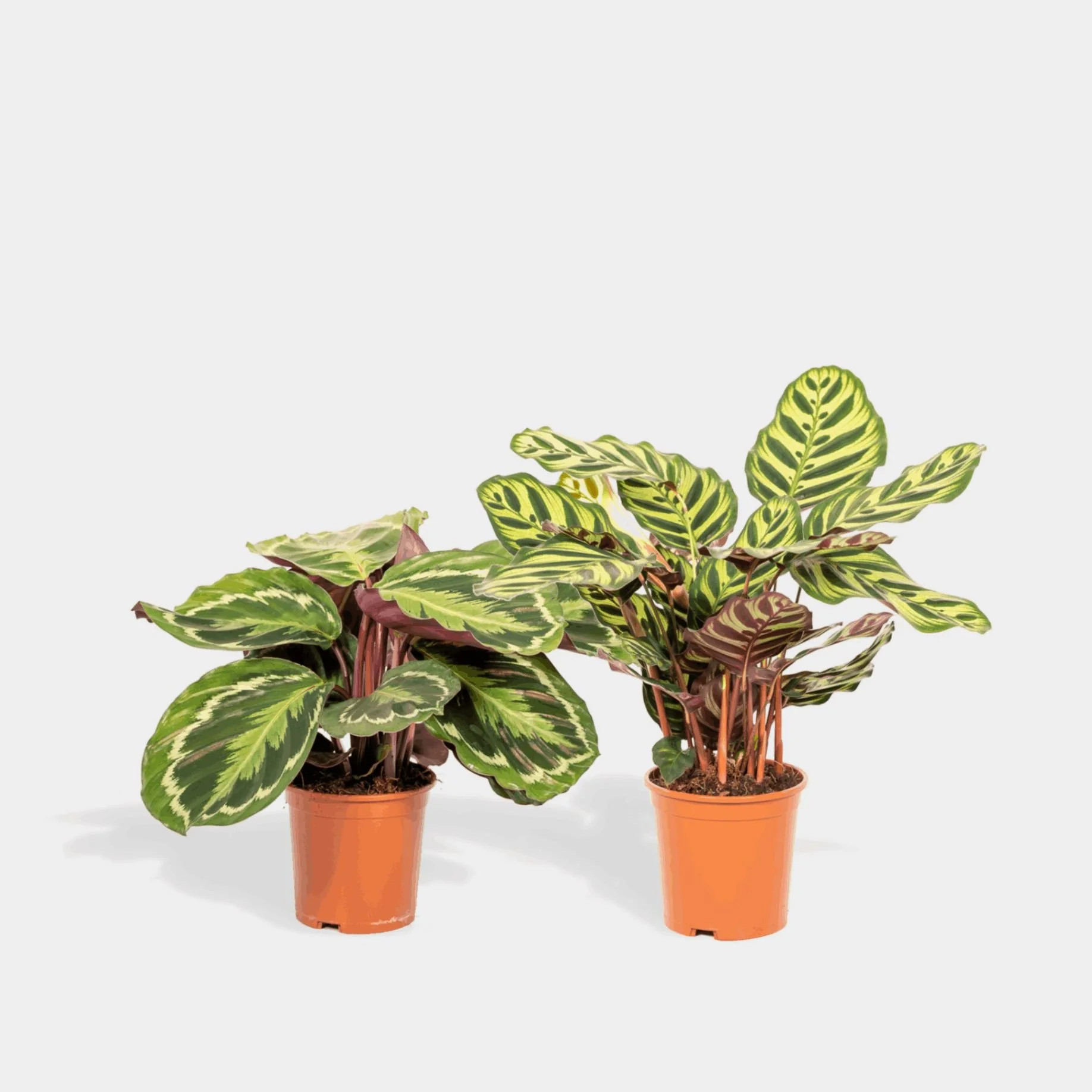  This  calathea set  is available for employees in the Plant Store. 